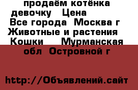 продаём котёнка девочку › Цена ­ 6 500 - Все города, Москва г. Животные и растения » Кошки   . Мурманская обл.,Островной г.